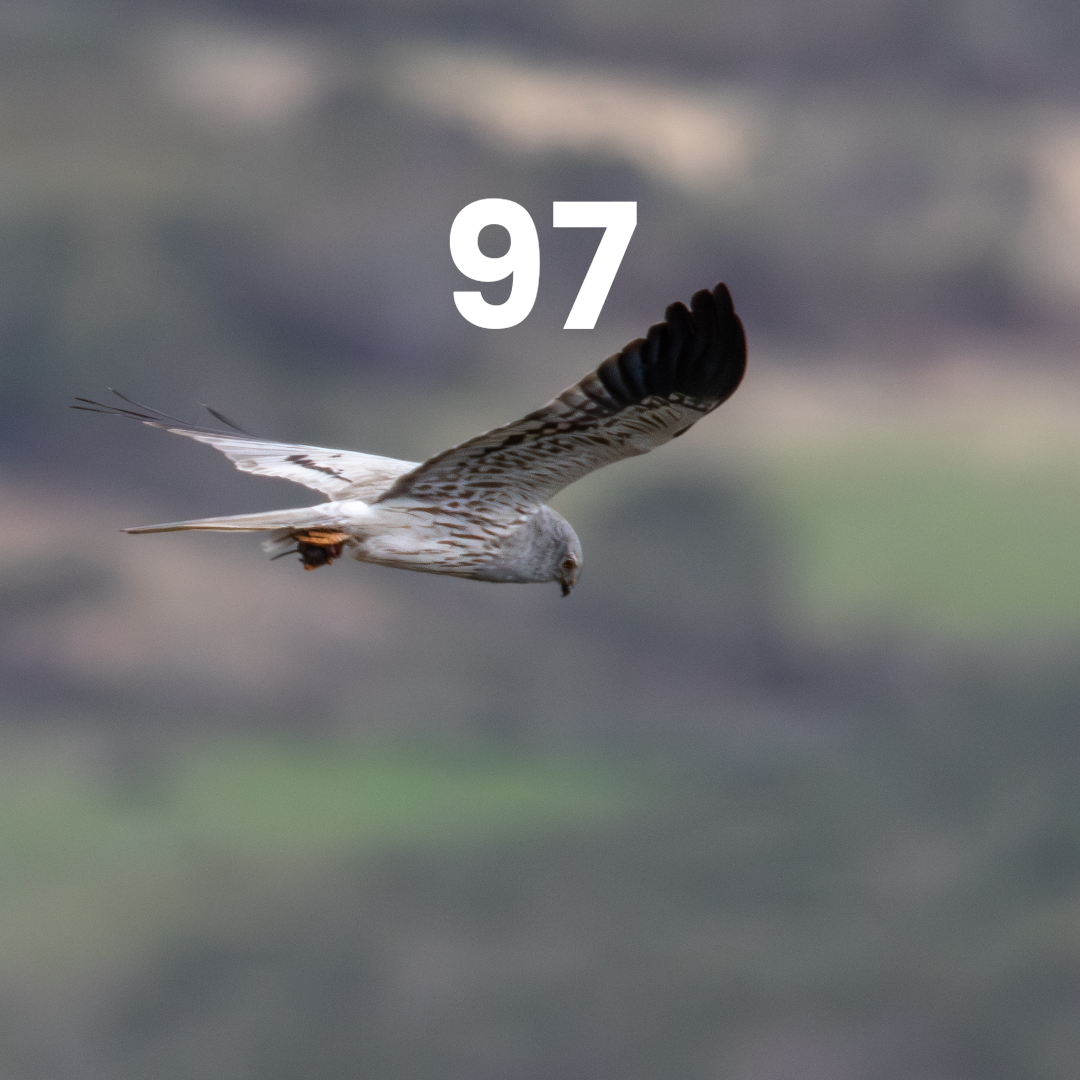 AVES DEVOLVIDAS À NATUREZA