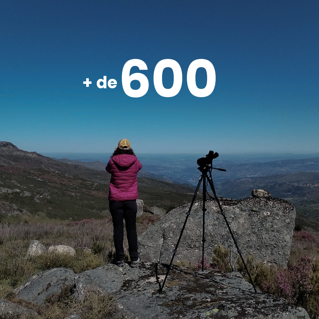 NINHOS MONITORIZADOS