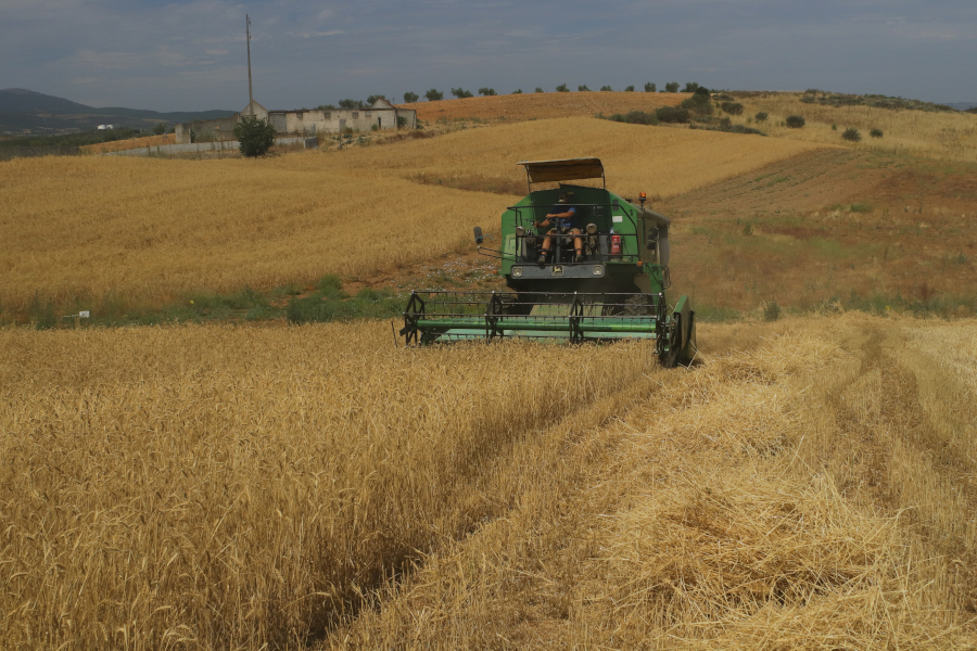 Ensaios de cereais: com campo ceifado, projeto LIFE SOS Pygargus avança para análise dos resultados da colheita