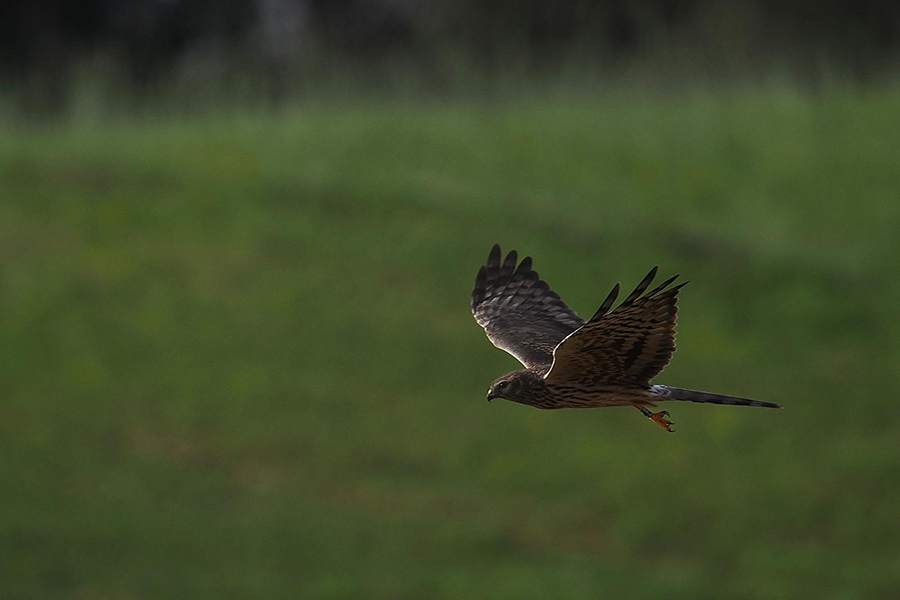 Revista Vida Rural publica artigo sobre o projeto LIFE SOS Pygargus focado na salvaguarda do património genético vegetal e animal